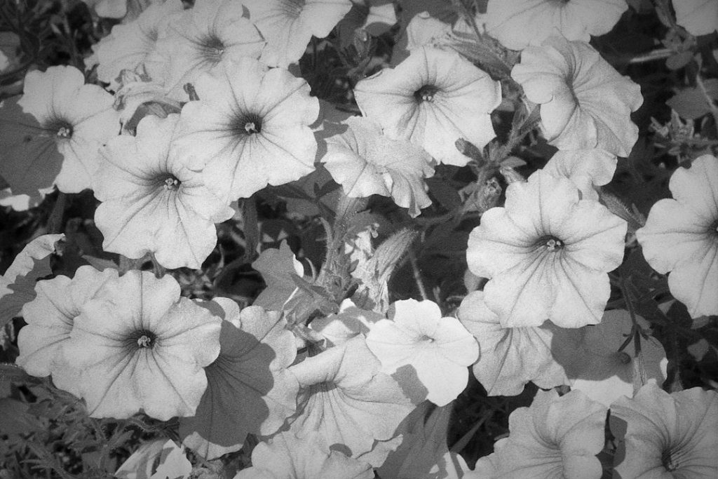 A cluster of petunia flowers in full bloom, photographed in black and white, showing soft petals and dark centers among leafy stems.